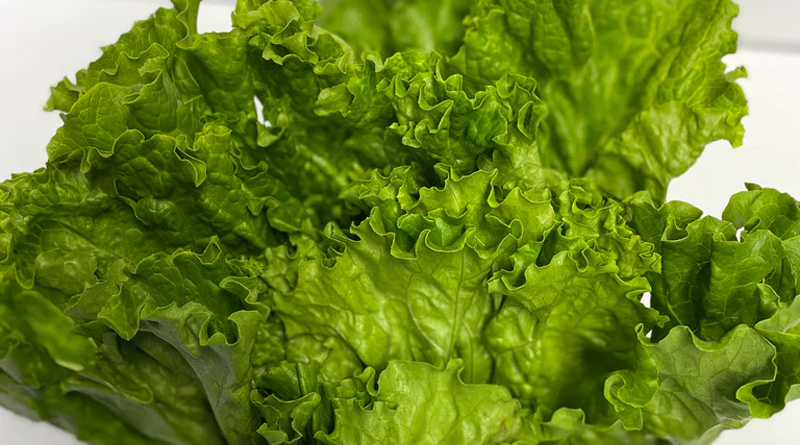 Lettuce Leaves