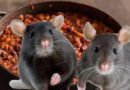 Killington New Hampshire To Remove Rat Meat From Chili