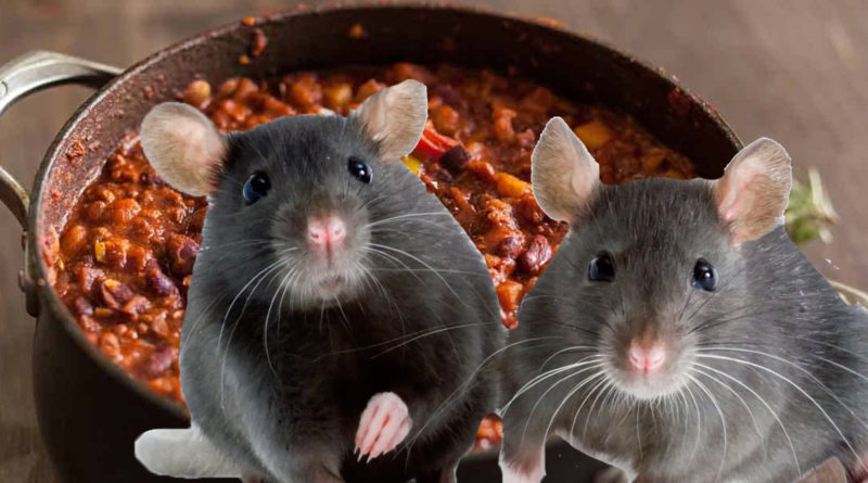 Rats in chilli